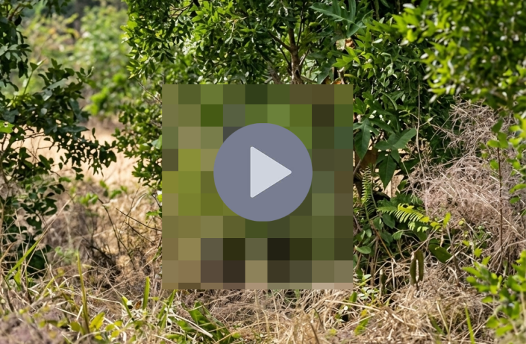 VI:DEO 0CHE: Cân nhắc khi xem